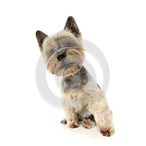 Studio shot of an adorable Yorkshire Terrier looking curiously  at the camera