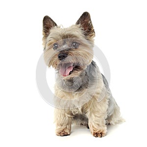 Studio shot of an adorable Yorkshire Terrier looking curiously  at the camera