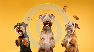 Studio Shot Airedale Terrier Dogs Showing Agility in Treat Catching. Generative AI