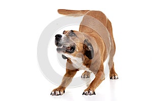 Studio shot of an angry Staffordshire Terrier