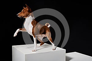 Studio shot of Basenji dog sanding on white boxes with paw raised