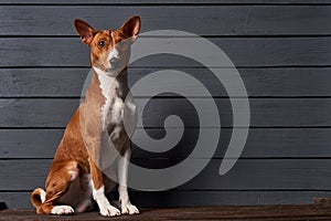 Studio shot of Basenji dog sittinglooking at camera