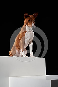 Studio shot of Basenji dog standing in posture on white boxes