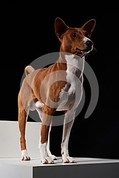 Studio shot of Basenji dog standing in posture on white boxes