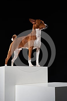 Studio shot of Basenji dog standing in posture on white boxes