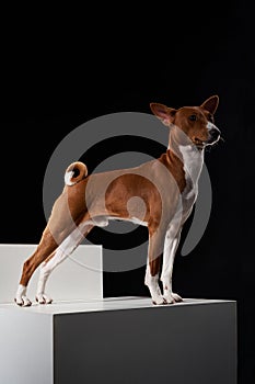 Studio shot of Basenji dog standing in posture on white boxes