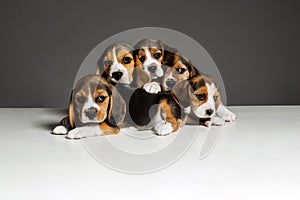 Studio shot of beagle puppies on grey studio background