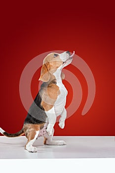 Studio shot of beagle puppy on red studio background