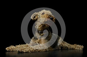 Studio shot of a beautiful Airedale Terrier