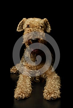 Studio shot of a beautiful Airedale Terrier