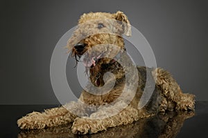 Studio shot of a beautiful Airedale Terrier