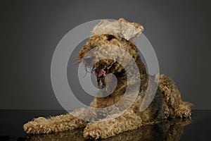 Studio shot of a beautiful Airedale Terrier