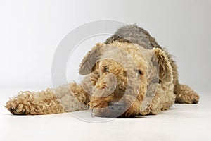 Studio shot of a beautiful Airedale Terrier