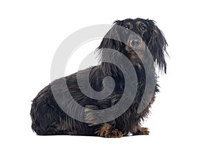 Longhaired dachshund sitting and looking forward on white background