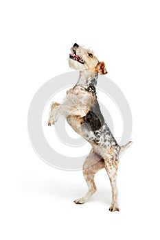 Studio shot of beautiful purebred Fox terrier dog posing isolated over white background. Standing on hind legs