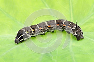 Big black caterpillar on a leaf