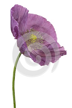Poppy flower isolated