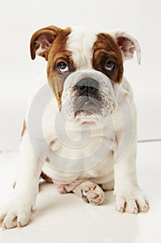 Studio Shot Of British Bulldog Puppy Sitting On White Background