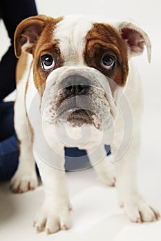 Studio Shot Of British Bulldog Puppy Standing On White Background