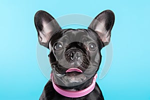 Studio shot capturing dog on vibrant backdrop