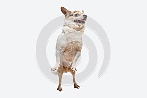 Studio shot of Chihuahua companion dog isolated on white studio background