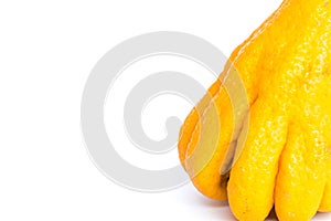 Studio shot close-up bright yellow Fingered Citron Buddha Hand citrus isolated on white