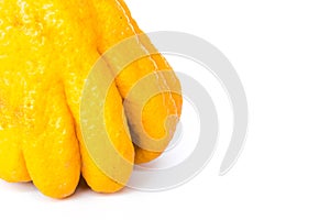 Studio shot close-up bright yellow Fingered Citron Buddha Hand citrus isolated on white