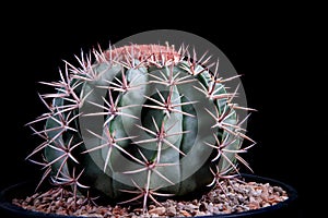 Studio shot close up melocactus against dark background