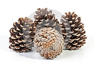 Studio Shot Cluster of Four Old Pine Cones