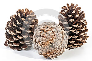 Studio Shot Cluster of Three Old Pine Cones
