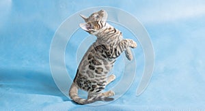 Studio shot of a cute bengal kitten standing  and playing on blue cloth background