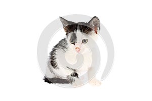 Studio shot of a cute, black and white, two months old kitten with mucky nose and ears, isolated on white background