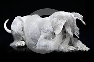 Studio shot of a cute Miniature Schnauzer