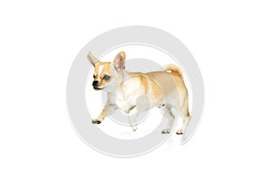 Studio shot of cute small chihuhua dog walking around, posing in motion isolated over white background. Running