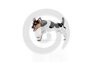Studio shot of cute small dog, Jack Russell Terrier having fun, posing isolated on white background. Concept of motion