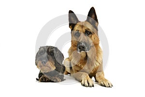 Studio shot of a Dachshund and a german shepher dog