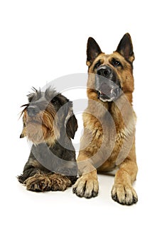 Studio shot of a Dachshund and a german shepher dog