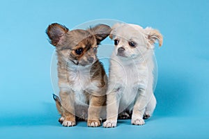 Studio shot of a different Chihuahua puppys on blue