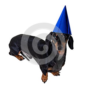 A studio shot of a dog dog puppy of the dachshund breed, black and tan, wearing a blue party a happy birthday hat isolated on wh