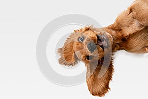 Studio shot of english cocker spaniel dog isolated on white studio background