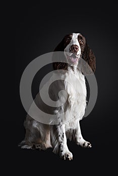 Studio shot of english springer spaniel on dark background