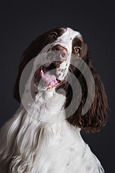 Studio shot of english springer spaniel on dark background