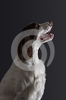 Studio shot of english springer spaniel on dark background