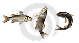 Three Different Types of Fish Isolated on a White Background