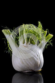Studio shot of fennel on a black background