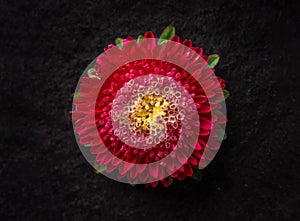 Studio shot of flower on a black background. Flat lay, top view.