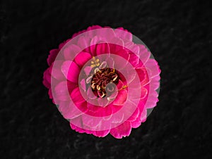 Studio shot of flower on a black background. Studio shot.