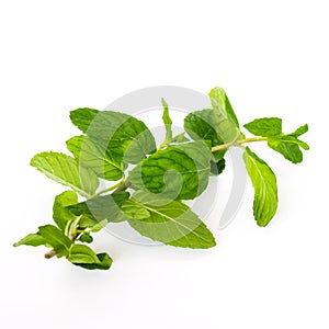 Studio shot fresh organic Vietnamese mint leaves  on white