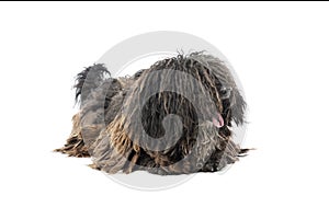 Studio shot of a friendly Puli