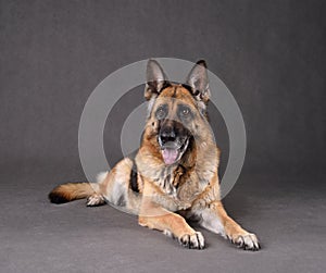 Studio shot of German Shepherd dog